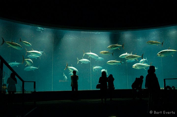 DSC_5526.jpg - The pride of Tokyo Sea Life Park: Tuna fish