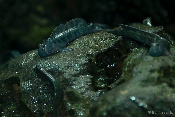 DSC_5535.jpg - Mudskippers