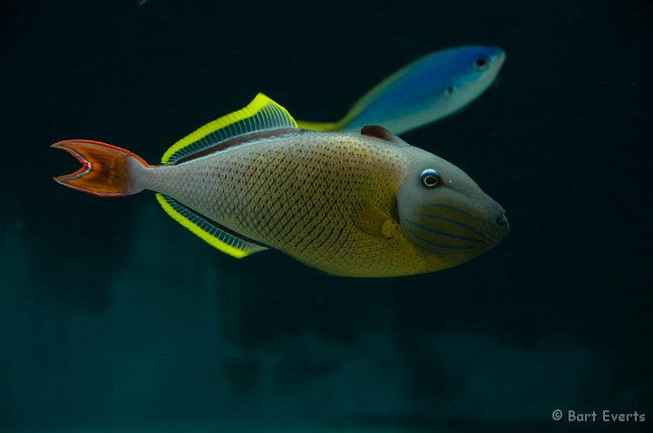 DSC_5537.jpg - Tokyo Sea Life Park: tropical fish