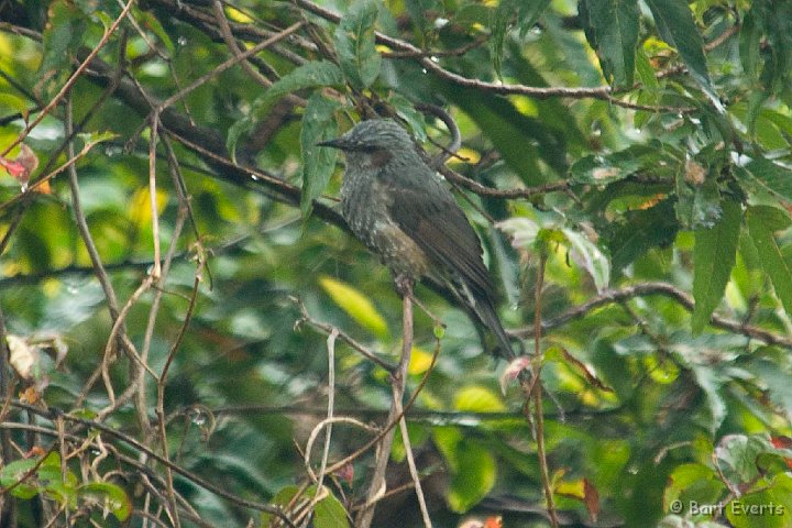 DSC_5559.jpg - Brown-eared Bulbul