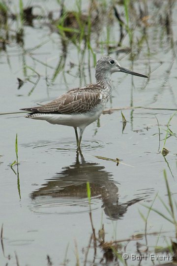 DSC_5573.jpg - Greenshank