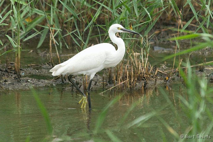 DSC_5581.jpg - Little egret