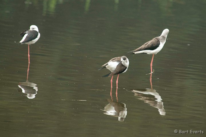 DSC_5586.jpg - Black-winged stilts