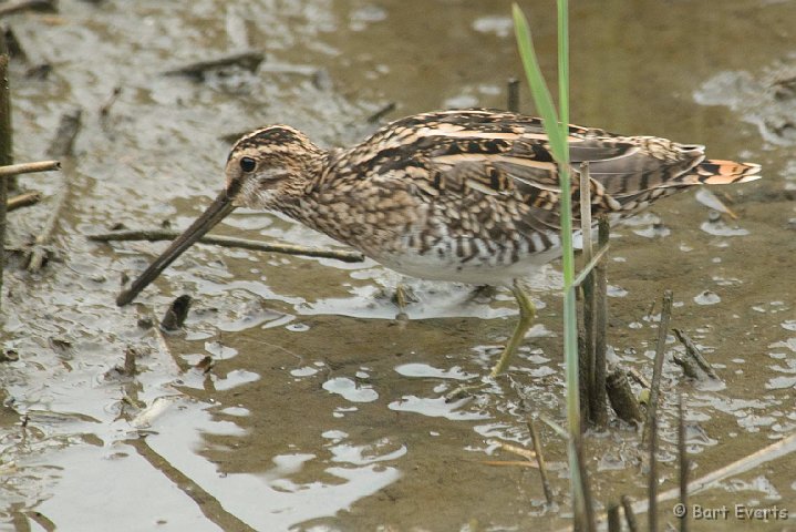 DSC_5597.jpg - Common Snipe
