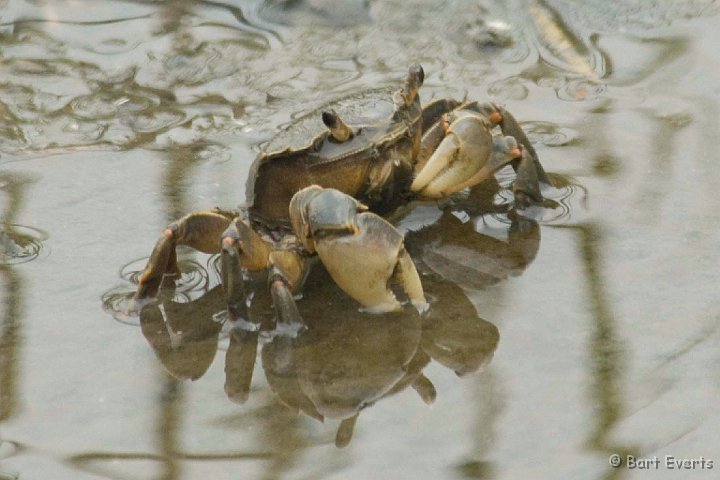 DSC_5614.jpg - Fiddler crab