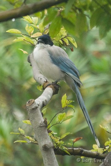 DSC_5620.jpg - Azure-winged Magpie