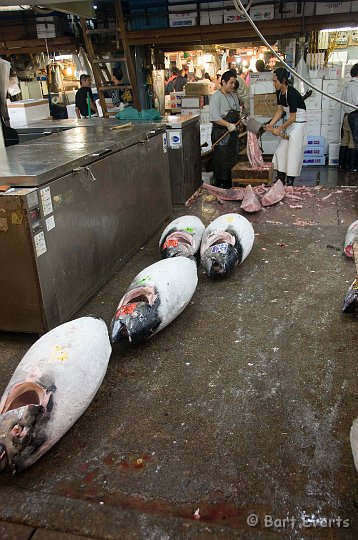 DSC_5472.jpg - Frozen Tuna