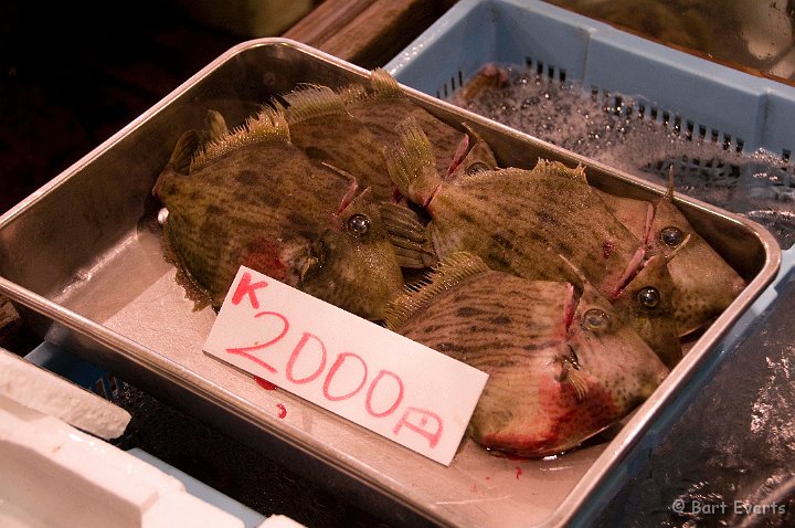 DSC_5484.jpg - Filefish
