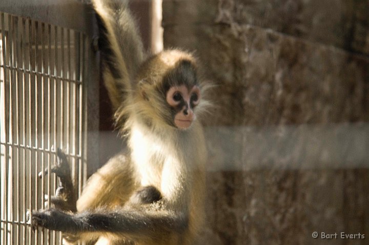 DSC_5623.jpg - Black-handed spider monkey