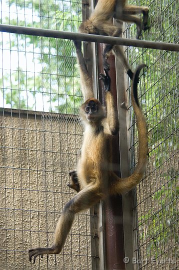 DSC_5624.jpg - Black-handed spider monkey