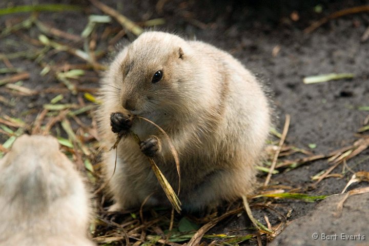 DSC_5625.jpg - Prairie dog