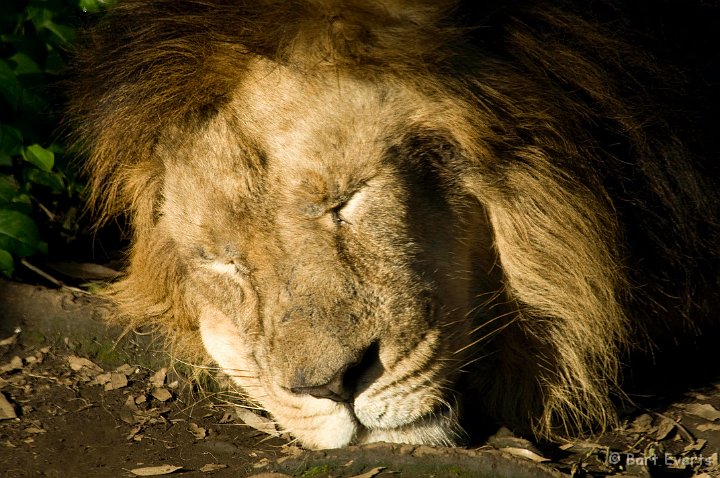 DSC_5640.jpg - Lion