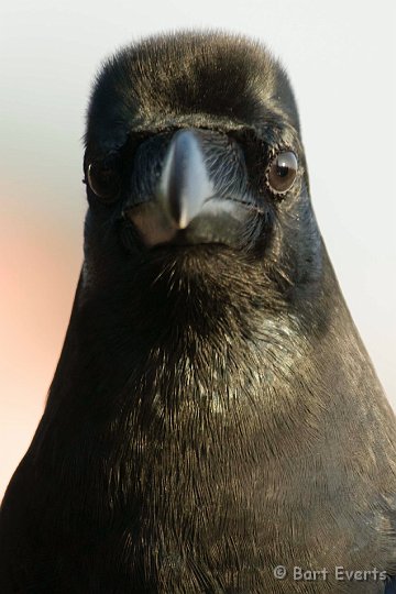 DSC_5647.jpg - Jungle crow