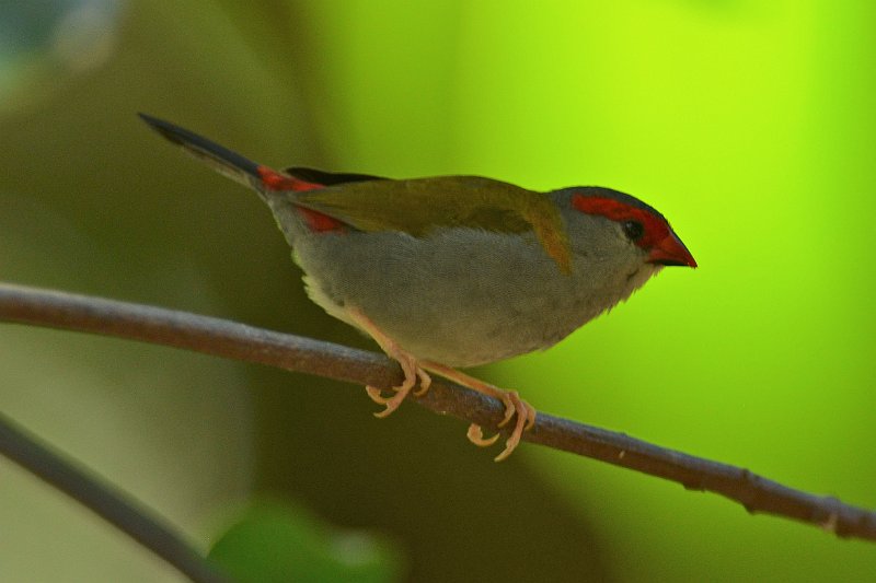DSC_3252.jpg - Red browed Finch