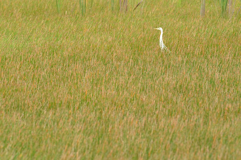 DSC_3268.jpg - Mareeba Wetlands: great Egret