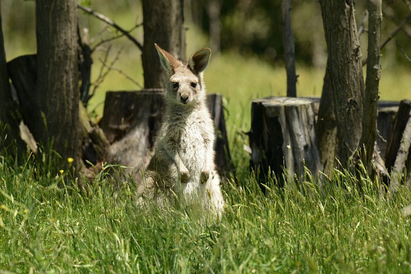 DSC_2574.jpg - Eastern Grey Kangaroo