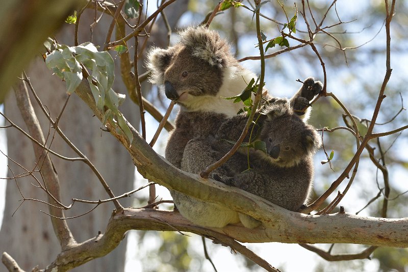 DSC_2984.jpg - Otway NP: Koalas