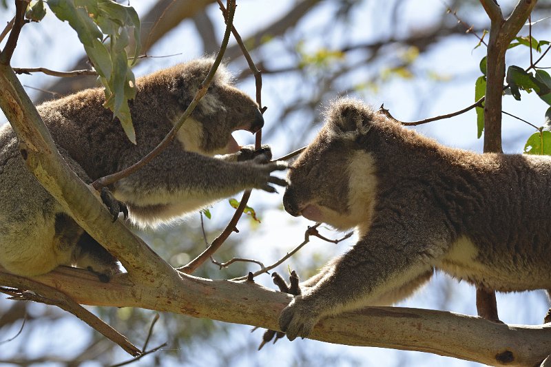 DSC_2998.jpg - Otway NP: Koalas