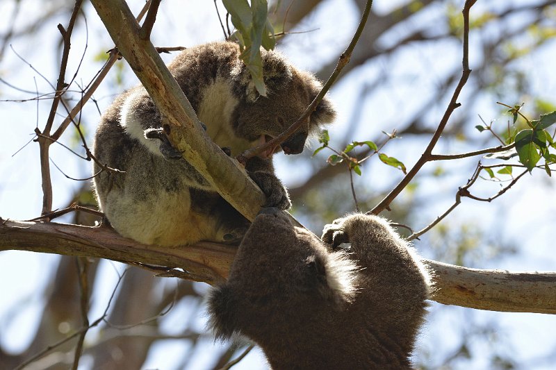 DSC_3002.jpg - Otway NP: Koalas
