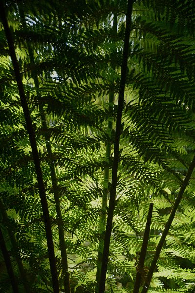 DSC_3146.jpg - Tree Ferns