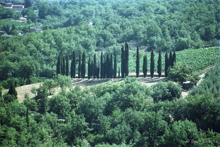 Scan10092.jpg - Cypresses