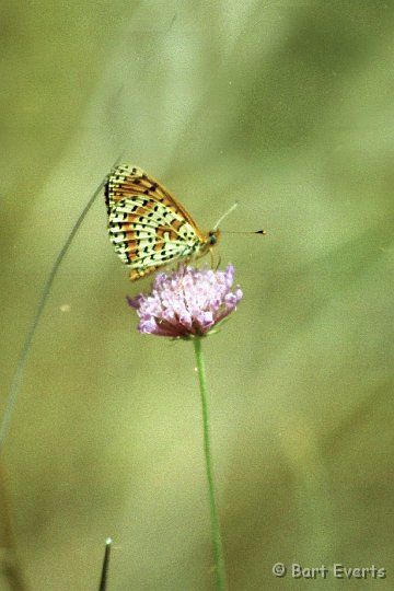 Scan10076.jpg - Melitaea didyma