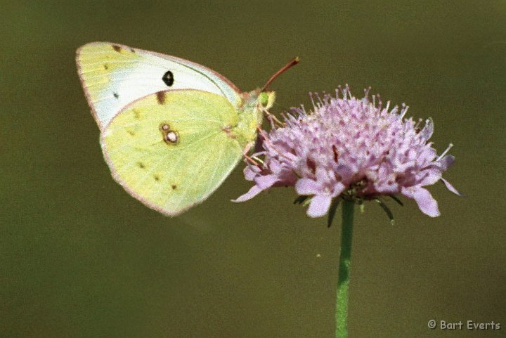 Scan10077.jpg - Colias hyale