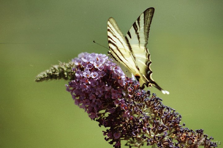 Scan10078.jpg - Iphiclides podalirius