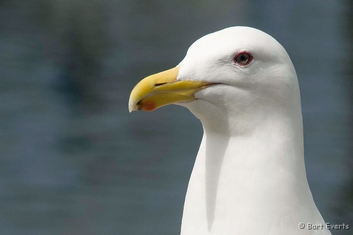 DSC_6849.jpg - Herring Gull