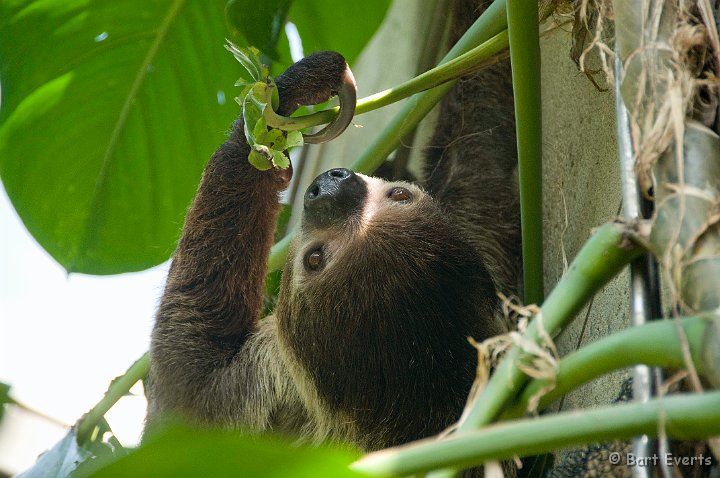 DSC_6901.jpg - The Vancouver Aquarium: and a sloth