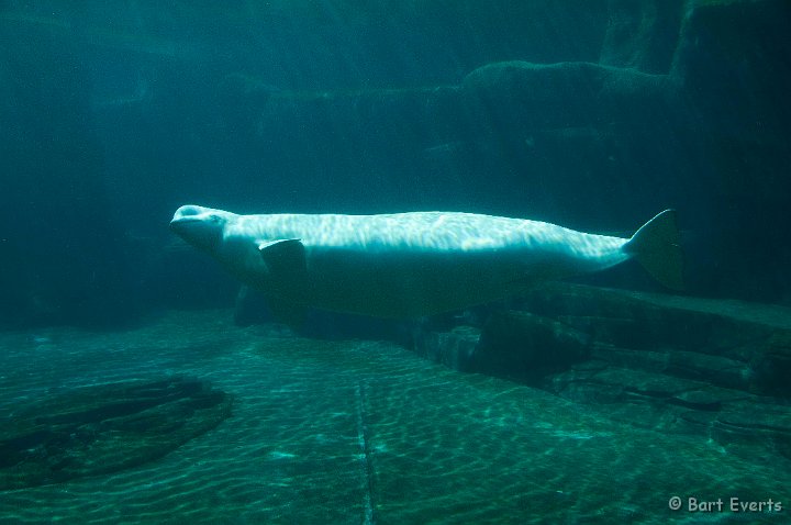DSC_6932.jpg - The Vancouver Aquarium: Beluga whale