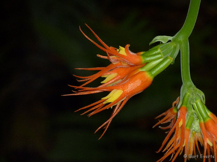 DSC_8937.JPG - pretty flowers
