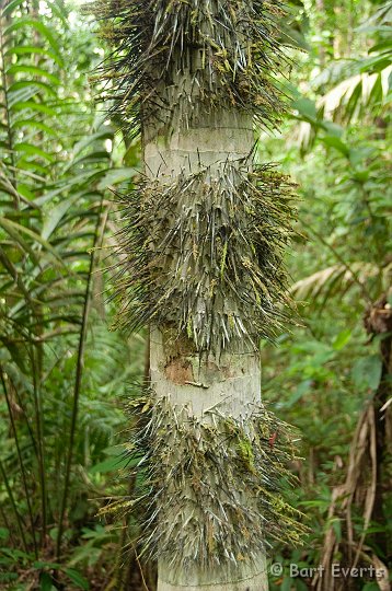 DSC_8940.jpg - A very stingy palm tree-trunk