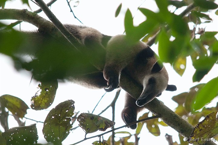 DSC_8957.jpg - Sleeping Northern Tamandua