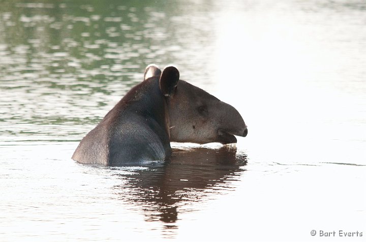 DSC_8962.jpg - Baird's Tapir