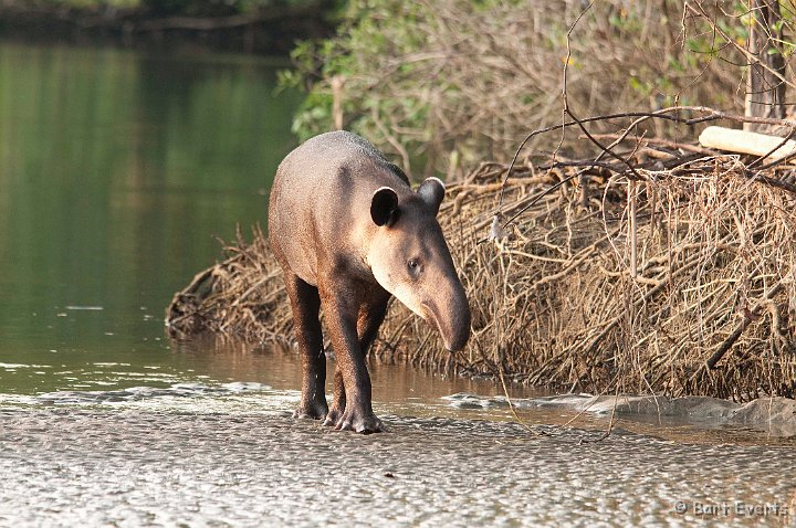 DSC_8994.jpg - Baird's Tapir
