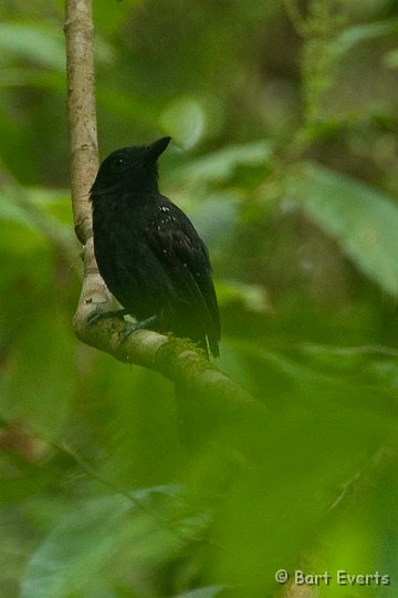 DSC_9006.jpg - Black-hooded Antshrike