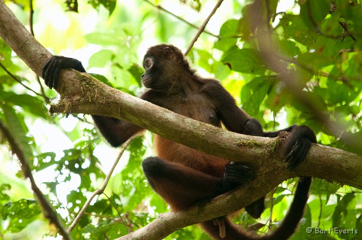 DSC_9028.jpg - Black-handed Spider Monkey