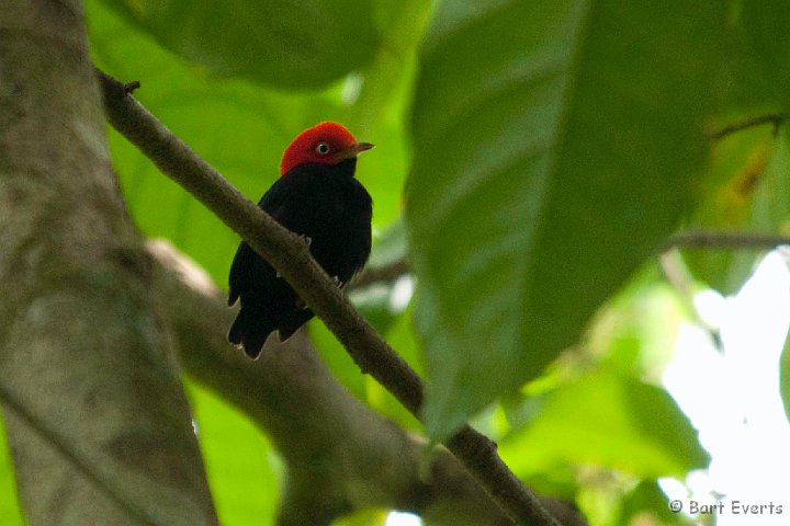 DSC_9053.jpg - Red-capped Mannakin