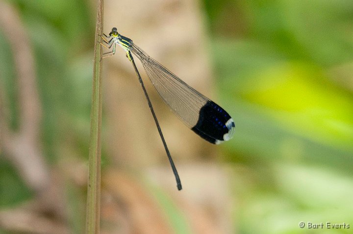 DSC_9054.jpg - Helicopter Damselfly