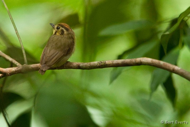 DSC_9060.jpg - golden-crowned Spadebill