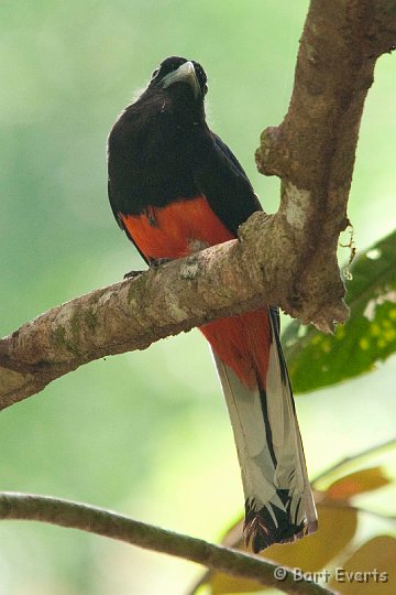 DSC_9063.jpg - Baird's Trogon