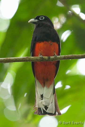 DSC_9064.jpg - Baird's Trogon