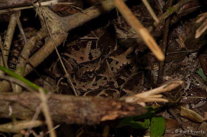 DSC_9104.jpg - Fer de Lance