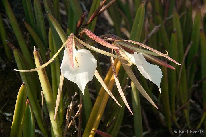 DSC_9116.jpg - Orchid