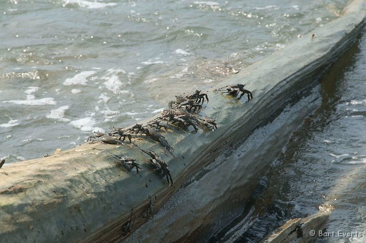 DSC_9121.jpg - Some crabs