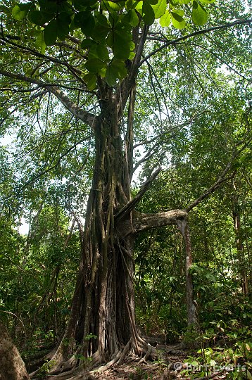 DSC_9132.jpg - big fig