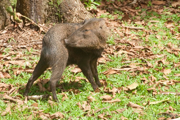 DSC_8333.jpg - Collared Peccary
