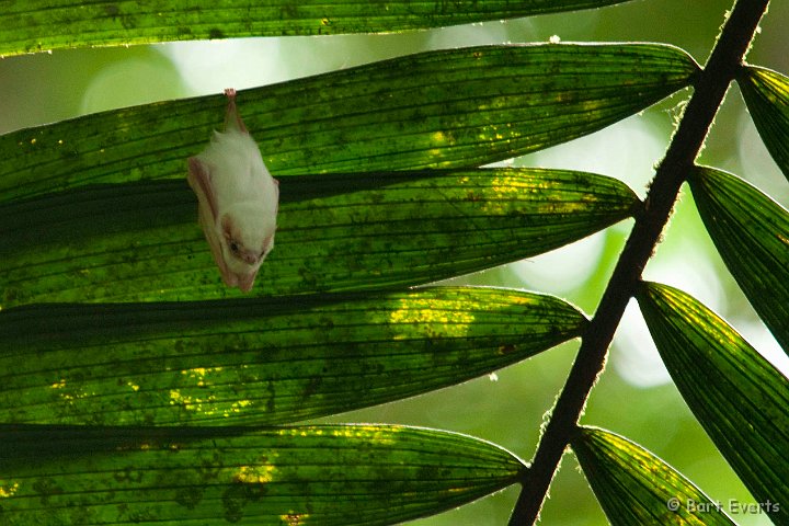 DSC_8370.jpg - Ghost bat