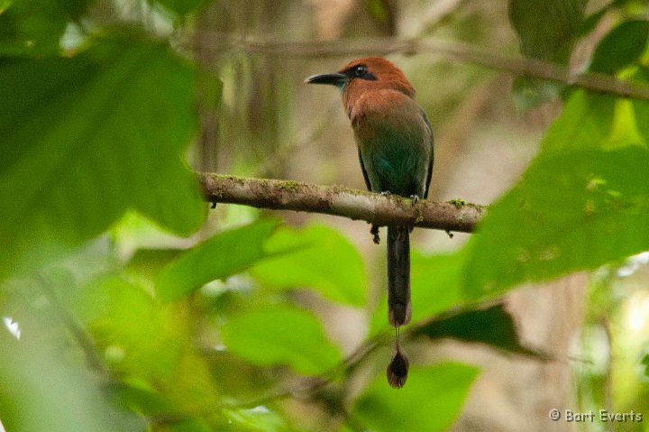 DSC_8378.jpg - Broad-biled Motmot